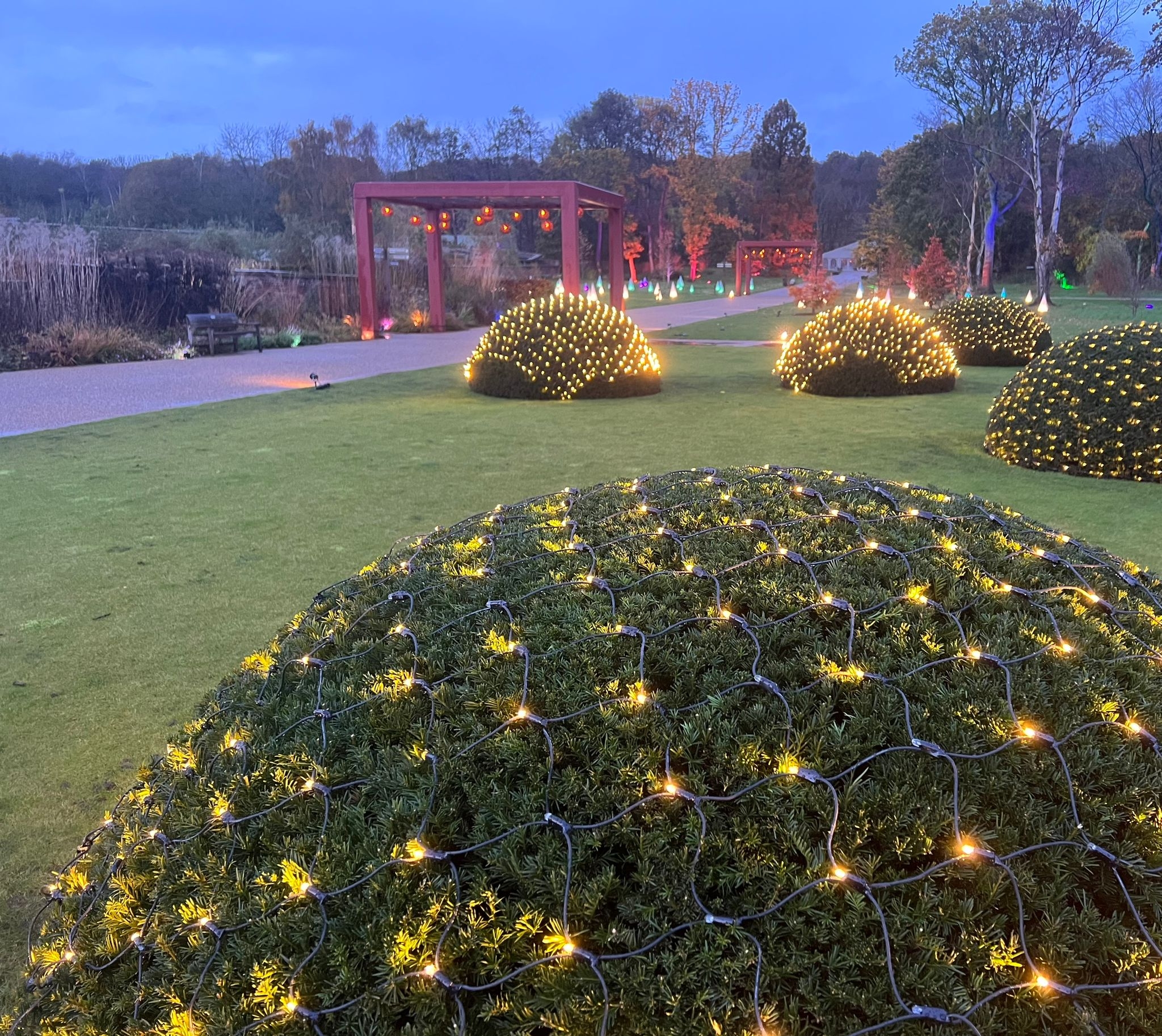 Warm white net string lights installed over landscaped shrubs